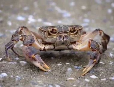 Κάβουρας «σηκώνεται» από το τηγάνι και τρώει τα λαχανικά δίπλα του (βίντεο)